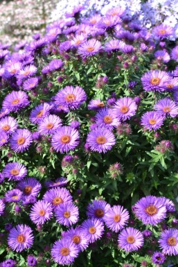 Aster novae-angliae 'Purple Dome'