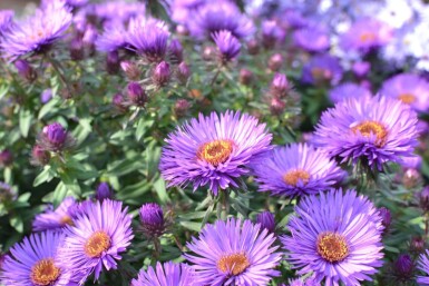 Aster novae-angliae 'Purple Dome'