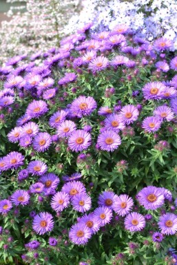 Aster novae-angliae 'Purple Dome'