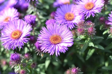 Aster novae-angliae 'Purple Dome'