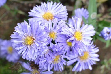 Aster novi-belgii 'Marie Ballard'