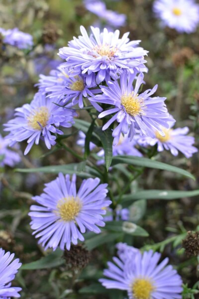 Aster novi-belgii 'Marie Ballard'