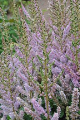 Astilbe chinensis 'Pumila'