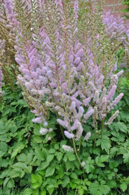 Astilbe chinensis 'Pumila'