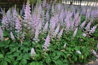 Astilbe chinensis 'Pumila'