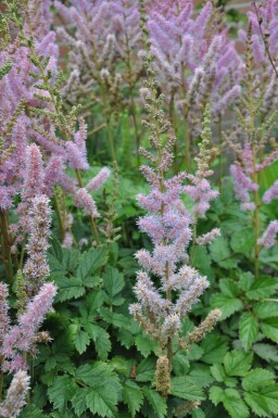 Astilbe chinensis 'Pumila'