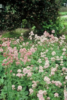 Astrantia major