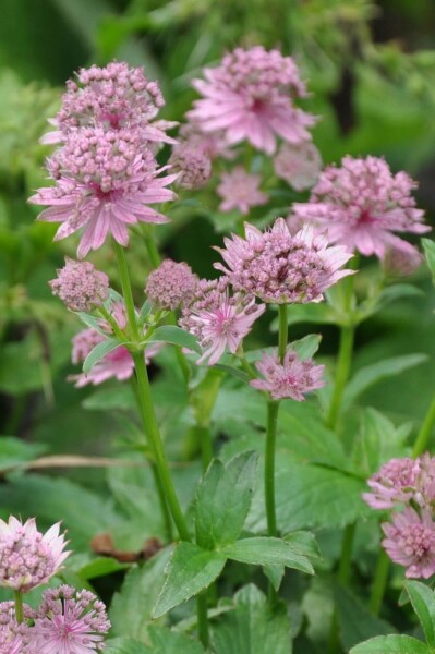 Astrantia major 'Pink Pride' Astrantia major 'Pink Pride'