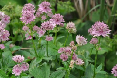 Astrantia major 'Pink Pride'