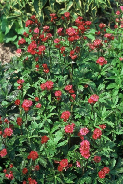 Astrantia major 'Ruby Wedding' Astrantia major 'Ruby Wedding'