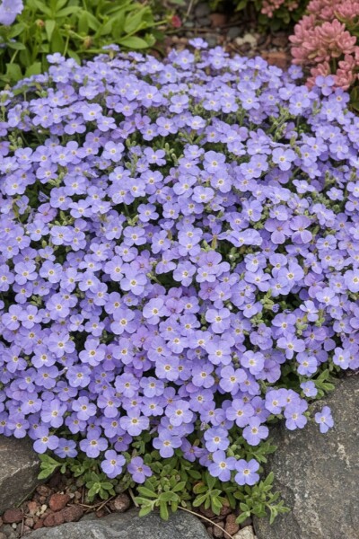 Aubrieta 'Cascade Blue' Aubrieta 'Cascade Blue'