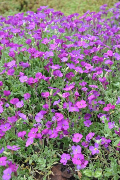 Aubrieta 'Cascade Purple'