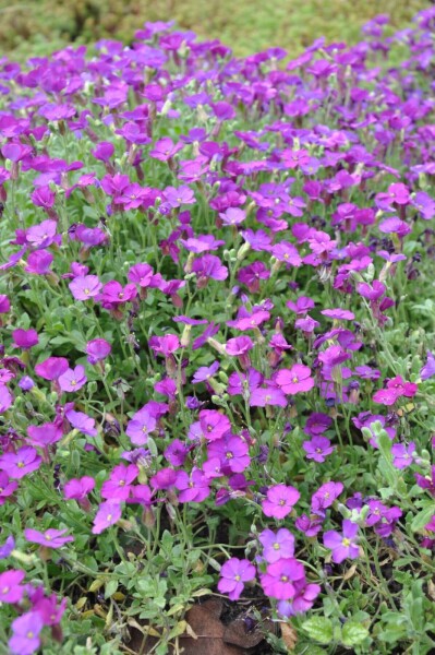 Aubrieta 'Cascade Purple' Aubrieta 'Cascade Purple'