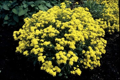 Aurinia saxatilis