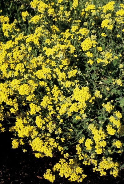 Aurinia saxatilis Aurinia saxatilis