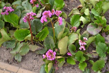 Bergenia cordifolia