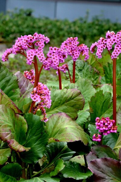 Bergenia cordifolia 'Rotblum'