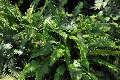 Blechnum spicant