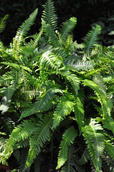 Blechnum spicant Blechnum spicant