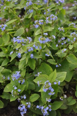 Brunnera macrophylla