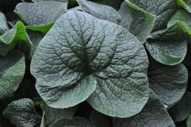 Brunnera macrophylla