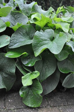 Brunnera macrophylla