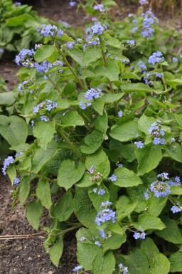 Brunnera macrophylla