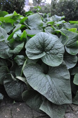 Brunnera macrophylla