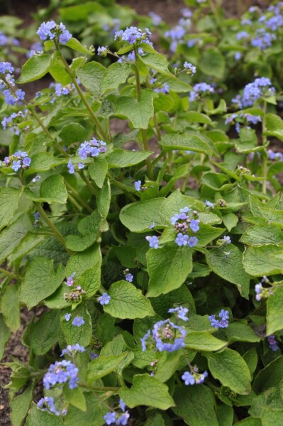 Brunnera macrophylla Brunnera macrophylla