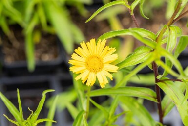 Buphthalmum salicifolium