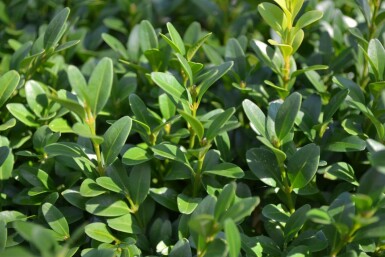 Buxus sempervirens