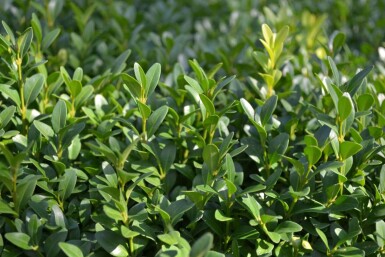 Buxus sempervirens