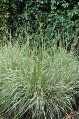 Calamagrostis acutiflora 'Overdam'