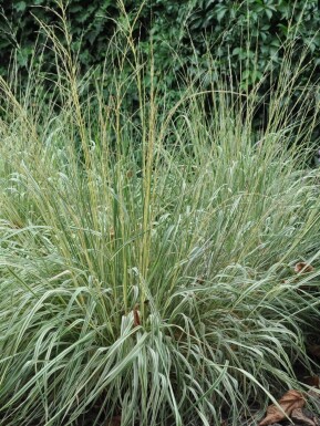 Calamagrostis acutiflora 'Overdam'