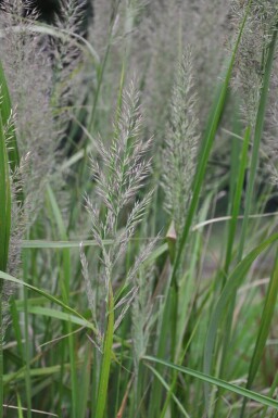 Calamagrostis brachytricha