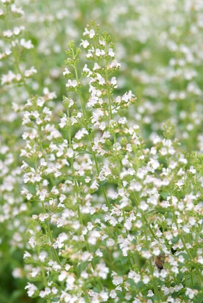 Clinopodium nepeta subsp. nepeta Clinopodium nepeta subsp. nepeta