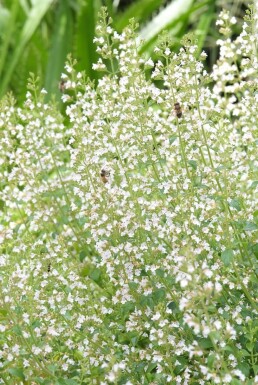 Calamintha nepeta ssp nepeta