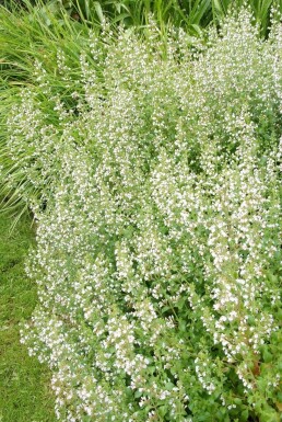 Calamintha nepeta ssp nepeta