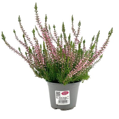 Calluna vulgaris Gardengirls 'Pink Angie'