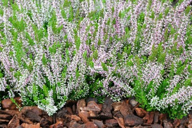 Calluna vulgaris Gardengirls 'Pink Angie'