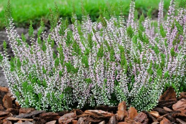 Calluna vulgaris Gardengirls 'Pink Angie'