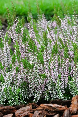 Calluna vulgaris Gardengirls 'Pink Angie'