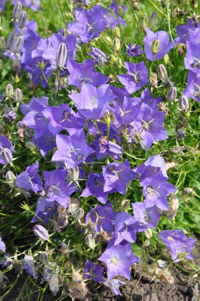 Campanula carpatica 'Blaue Clips' Campanula carpatica 'Blaue Clips'