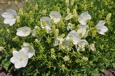 Campanula carpatica 'Weisse Clips'