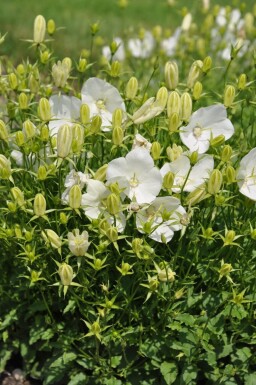 Campanula carpatica 'Weisse Clips'