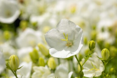 Campanula carpatica 'Weisse Clips'