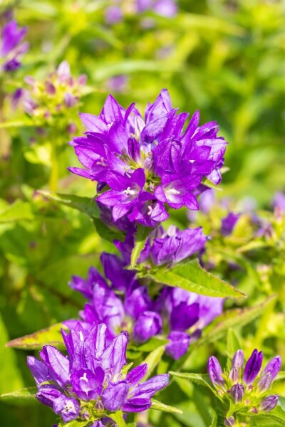 Campanula glomerata 'Acaulis' Campanula glomerata 'Acaulis'