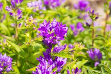 Campanula glomerata 'Acaulis'