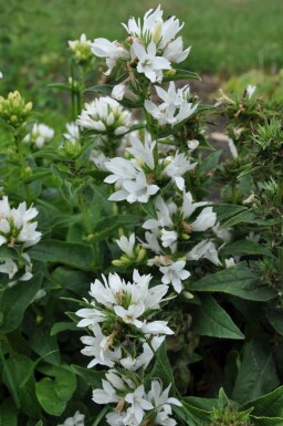 Campanula glomerata 'Alba'