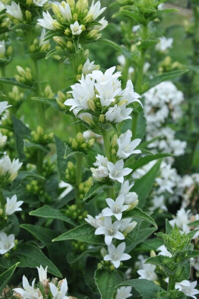 Campanula glomerata 'Alba' Campanula glomerata 'Alba'